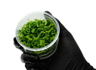 Микрантенум Монте Карло d 6,5 см  (меристемное растение)